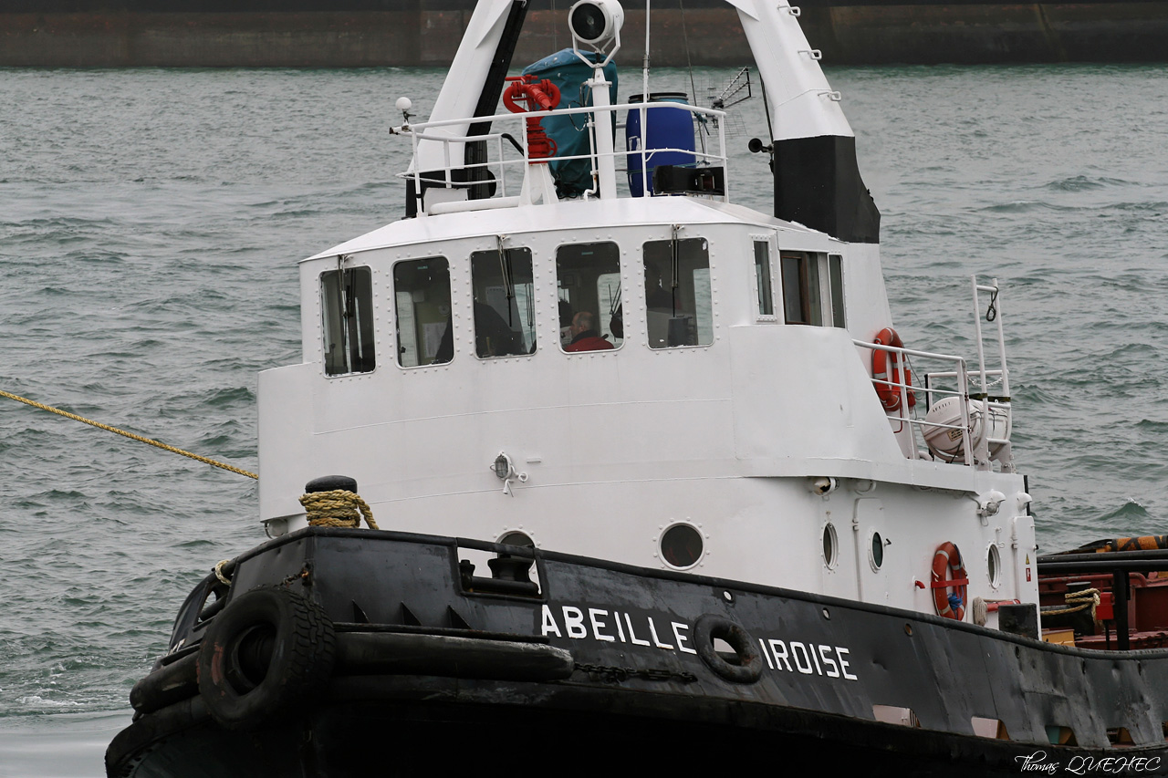 ABEILLE IROISE - 7015987